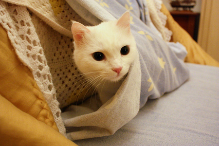 hidding - hidding, little, white, cat