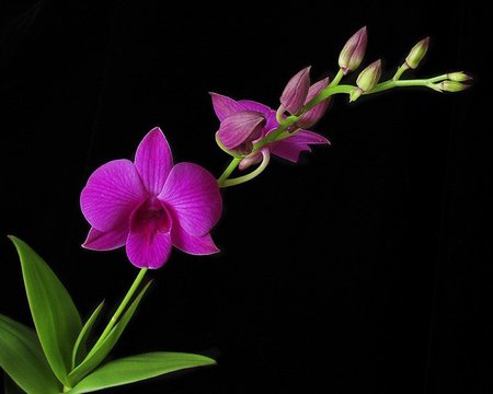 Small orchid - nature, fuchsia, flower, orchid