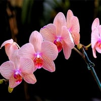 Orchid pink