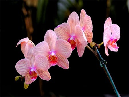 Orchid pink - flowers, orchids, black background, pink