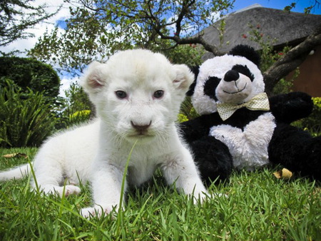 Cubs - trees, white, teddy bear, cubs, lion, black and white