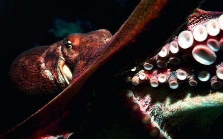 Curious One - ocean, photograph, octopus, close