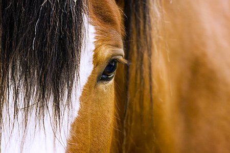 Close Up of a Horse - close up horse, horse eye, horses, animals, brown horse