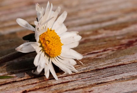 on the earth - white, special, beauty, nature, flowers, daisy, earth