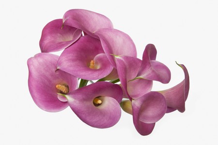 Bouquet - beauty, nice, photography, bouquet, gentle, lovely, purple, cool, pretty, beautiful, calla, flowers, photo, flower, elegantly, harmony