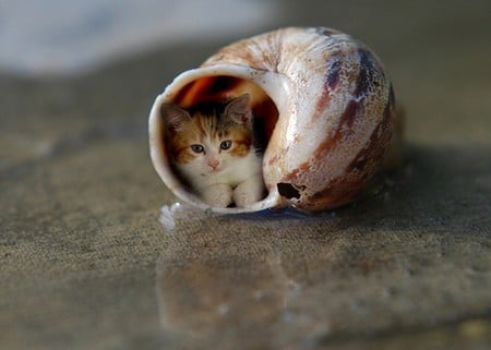 ...my new home - kitten, funny, snail shell, lovely, cat