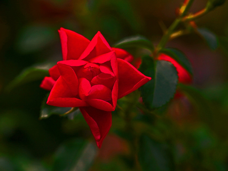 Red rose - roses, flowers, nature, red