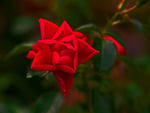 Red rose