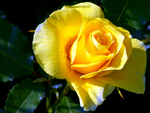 Yellow rose