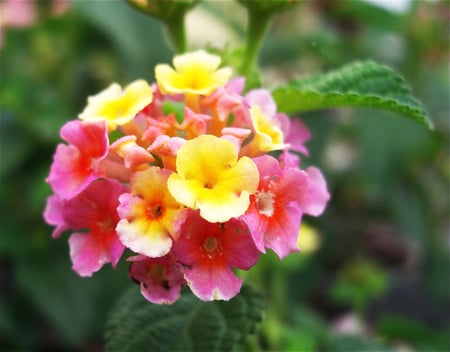 Pink and yellow - nature, flowers, yellow, pink