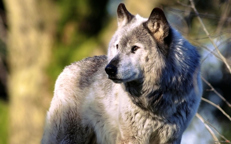 EURASIAN GRAY WOLF for JERRY(chef1ne) - jeff, wolf, gray, gift, eurasian, appreciation