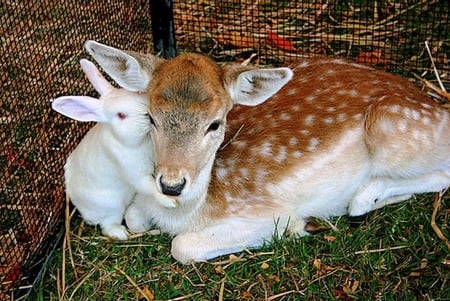 Is  a secret  , but you are my friend - photography, friendship, love, bunny, nature, secret, deer, friends, animals