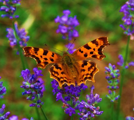 MONARCH - flowers, nature, beauty, buterflies, animals