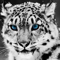 Blue-eyes-of-snow-leopard