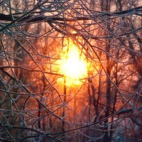 Through frost branches