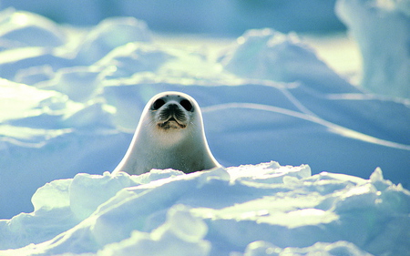 Baby seal - snow, animal, sweet, seal