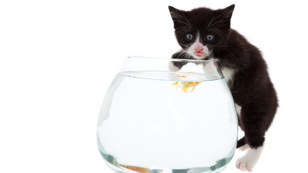 Cat and fish - funny, animal, cute, black, feeline, sweet, cat, white, bowl, kitten, fish