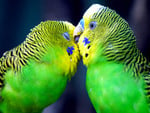 birdie love