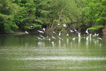 natur - hvit, vann, mange, fugl, frognepark