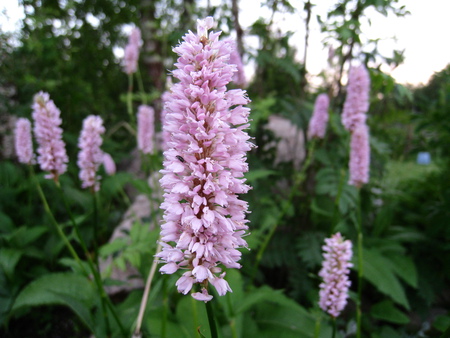 Snakeweed - green, flowers, garden, pink