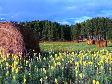 Summer Harvest - hayfields, summer, harvest, wildflowers