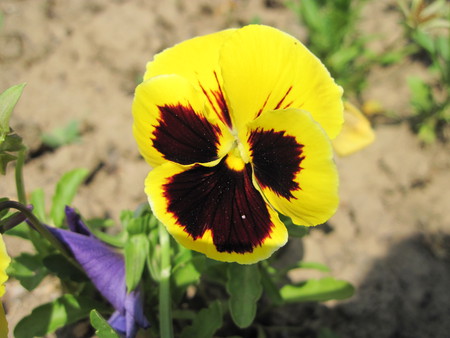 Flower - mc, flower, yellow, nature