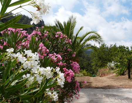 Mediterranean garden