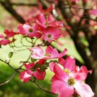 Pink Dogwood Tree