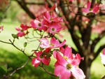 Pink Dogwood Tree