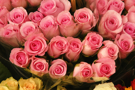 roses - bouquet, still life, roses, pink