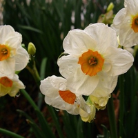 Spring Flowers