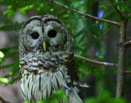 Barred Owl - owl, feathers, birds, wild