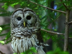 Barred Owl