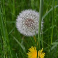 Dandelion