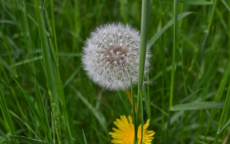 Dandelion - nature, wild, beautiful, flowers, seeds, spring