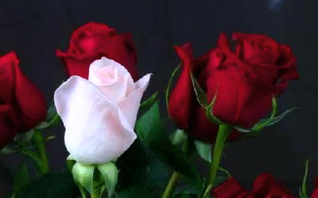 Being different is beautiful - roses, red, pink, green, different, flowers