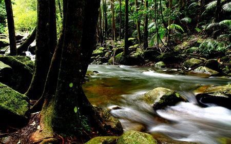 Rainforest at Skywalk, Gold Coast - calm, water, beautiful, serene, stream, nature, tropical, clear, rainforset, rocks