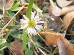 tiny flower