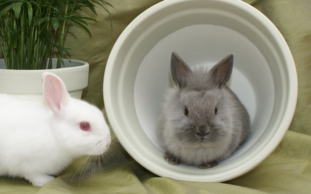 White and grey bunnies - animal, sweet, bunny, rodent