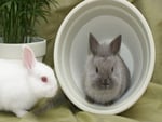 White and grey bunnies