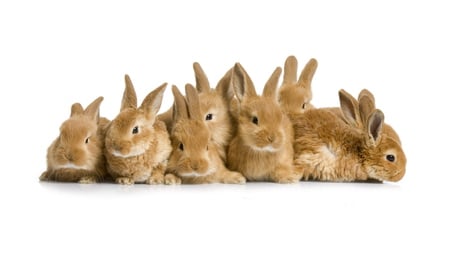 Bunnies collection - sweet, animal, bunny, rodent