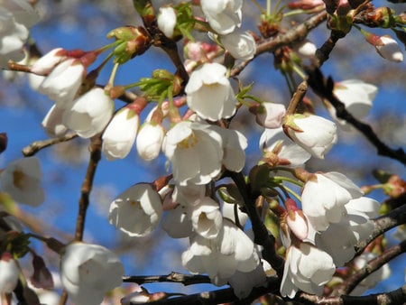 Cherry Blossoms - blossoms, flower, spring, cherry, tree