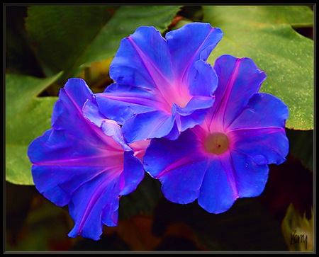 Blue trio - trio, blue, pink, green leaves, flowers