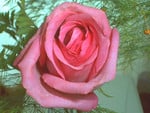 Another Pink Rose