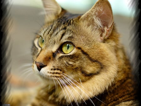 Wide-eyed Tabby Cat F1 - pet, nature, feline, photography, tabby, photo, cat