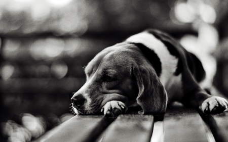 Time to rest - amazing, dog, sweet, rest, black, pet, grey, white, animal