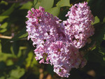 Lilacs in Springtime 