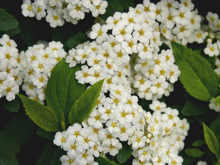 Bridal Veil Flowers - flowers, bridal veil, shrub, bush, garden, photography, floral, photo