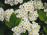 Bridal Veil Flowers