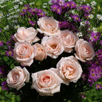 Pink and Lavendar
